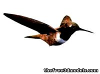 Humming Bird