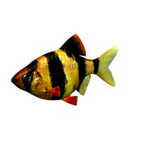 Tiger Barb v1