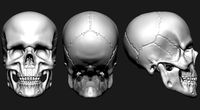 Skull