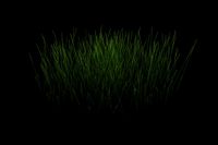 Simple Grass