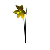 Daffodil Flower v1