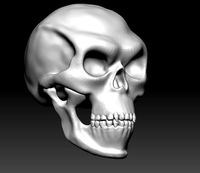 skull