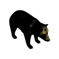 Tibetan Blue Bear v1