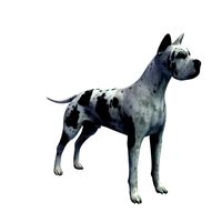 Great Dane v1