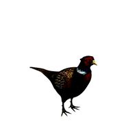 Ring Necked Pheasant V2