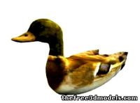 Duck