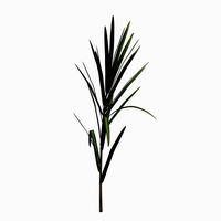 Sugarcane Field v1