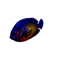 Coral Beauty Angelfish v1