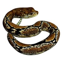 RattleSnake v04