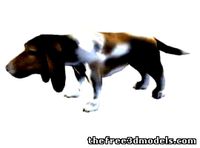 BASSET Dog