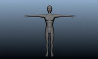 human body