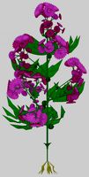 purple crisantemum