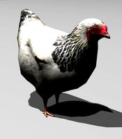 Chiken