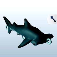 Hammerhead Shark v1