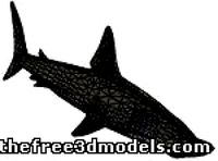 Hammerhead shark