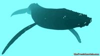 humpback