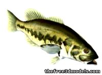 LM bass Fish