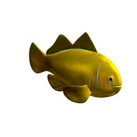 Clown Goby Citrinis v1