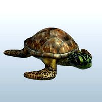 Sea Turtle v1