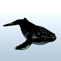 Humpback Whale v1