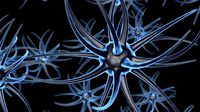 Neurons