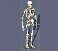 Skeleton