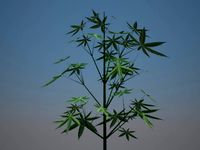 cannabis plant