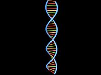 Human DNA