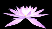 Lily, lotus