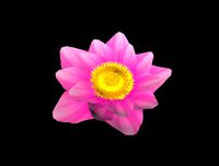 water lily flower