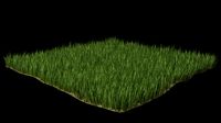 Grass