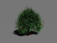 Mangrove Tree