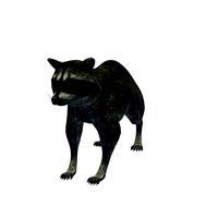 Racoon v1