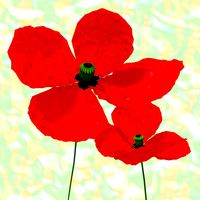 Poppies