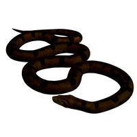 Anaconda v1