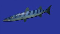 Barracuda