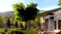 American Pepper Trees