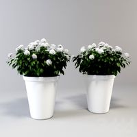 hortensia