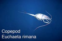 Copepod Euchaeta rimana