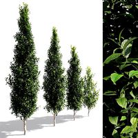 Carpinus Fastigiata Pyramidal