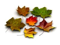 Autumn Leafs