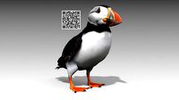 Puffin