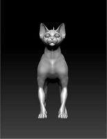 sphinx cat