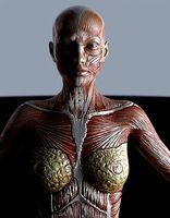 Female muscule anatomy