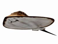 Mobula Devil rays Flying rays Manta