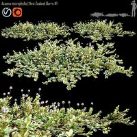 Acaena microphylla  New Zealand Burrs 01