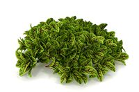 Blood sorrel PS