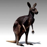 Kangaroo Animated