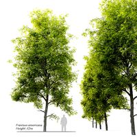 Fraxinus americana- White ash