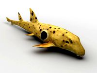 EPAULETTE SHARK